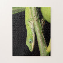 Cute Grönt Garden Anole Lizard Nature Wildlife