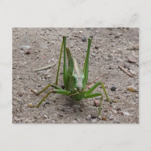 Cute Grönt Grashopper DIY Postcard Vykort