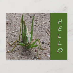 Cute Grönt Grashopper Stäng HEJ Postcard Vykort