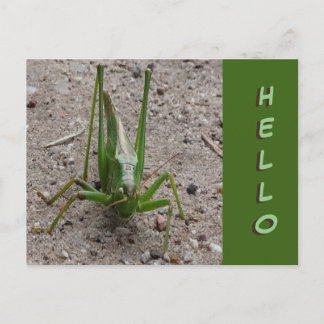 Cute Grönt Grashopper Stäng HEJ Postcard Vykort