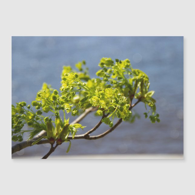 Cute grönt gren i vinden (Framsida)