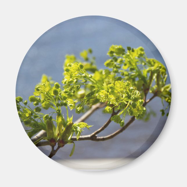 Cute grönt gren i vinden magnet (Framsidan)