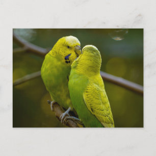 Cute Grönt Gult Budgie Birds på Träd Gren Vykort