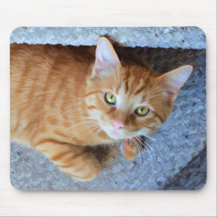 Cute Grönt Ögon Orange Tabby katt Musmatta