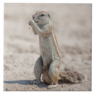 Cute ground sqirrel kakelplatta