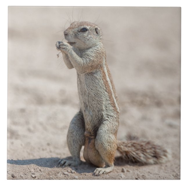 Cute ground sqirrel kakelplatta (Framsidan)