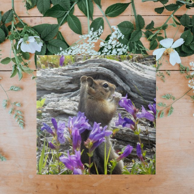 Cute Ground Squirrel och Lila Wildblommor Kakelplatta (In Situ)