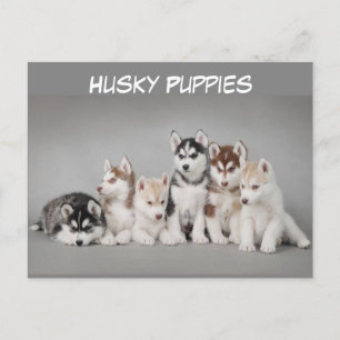 Cute Group of Husky Puppies Vykort