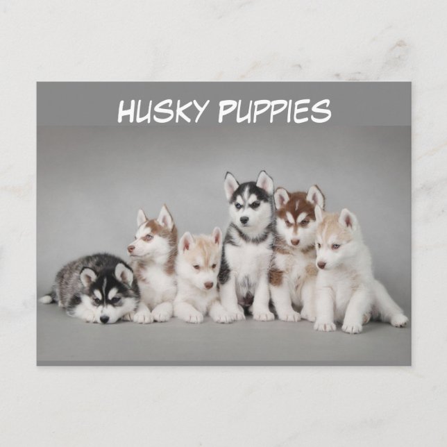 Cute Group of Husky Puppies Vykort (Framsida)