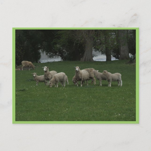 Cute Group of Sheep Eating Grass Vykort (Framsida)