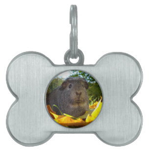 Cute Guinea Gris i Nature ID-bricka Husdjur