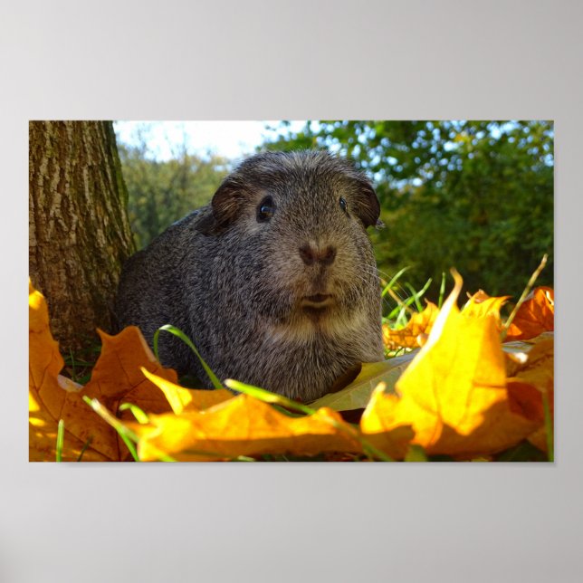 Cute Guinea Gris i Nature Poster (Framsidan)