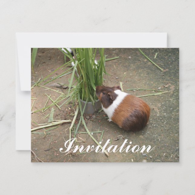 Cute Guinea Gris Inbjudningar (Framsida)