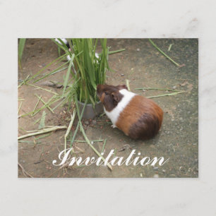 Cute Guinea Gris Inbjudningar