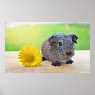 Cute Guinea Gris med blomma Poster
