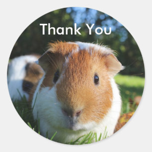 Cute Guinea Gris Tack Runt Klistermärke