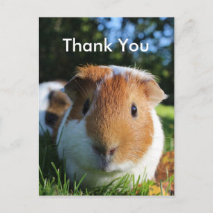 Cute Guinea Gris Tack Vykort
