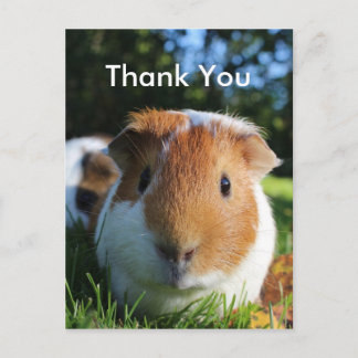 Cute Guinea Gris Tack Vykort