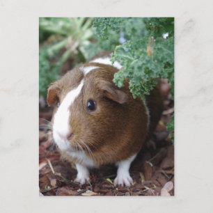 Cute Guinea Gris Vykort
