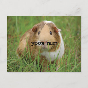 Cute Guinea Gris Vykort