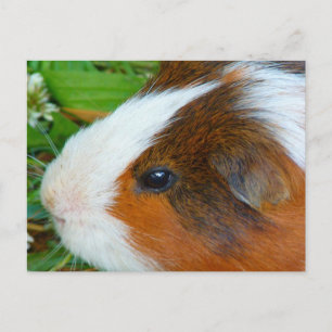 Cute Guinea Gris Vykort