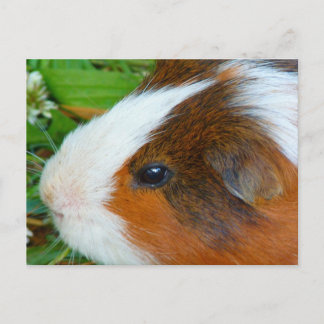 Cute Guinea Gris Vykort
