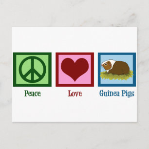 Cute Guinea Gris Vykort