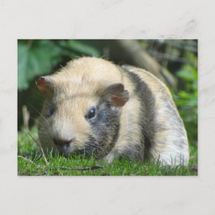 Cute Guinea Gris Vykort