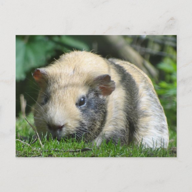 Cute Guinea Gris Vykort (Framsida)
