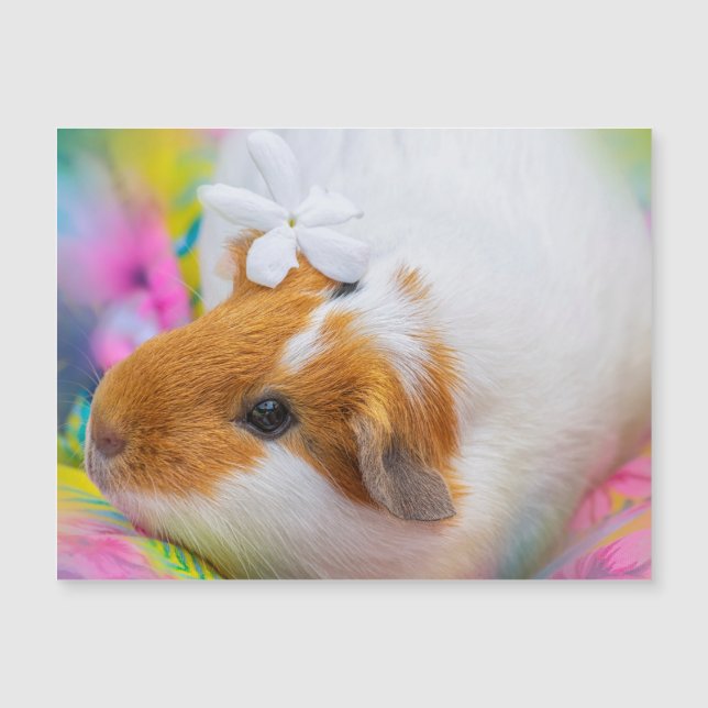 Cute Guinea-Pet Gris (Framsida)
