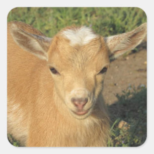 Cute Guld Nigerian Dwarf Dairy Goat Kid Fyrkantigt Klistermärke