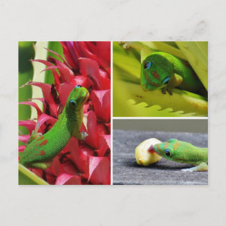 Cute guld stoftdag gecko rosa panapple Hawaii Vykort