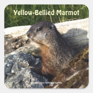Cute Gult-bellied Marmot Wildlife Sticker Fyrkantigt Klistermärke