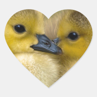 Cute Gult Fluffy Ducklings, Baby Ankor Hjärtformat Klistermärke