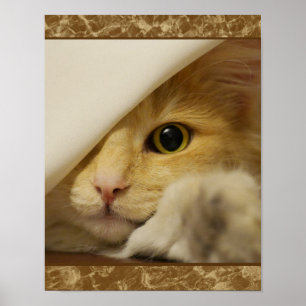 Cute Gult Kitten Poster