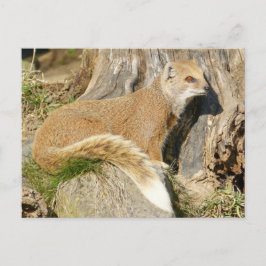 Cute Gult Mongoose Vykort
