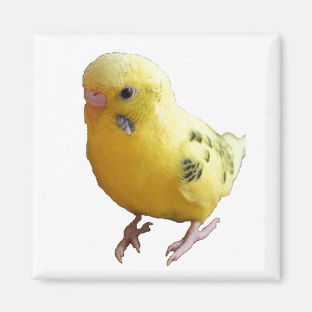 Cute Gult Parakeet Friendly Pet Bird Photographic Magnet (Framsidan)