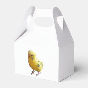 Cute Gult Parakeet Friendly Pet Bird Photographic Presentaskar