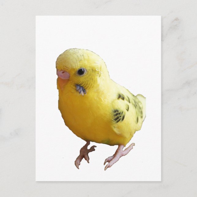 Cute Gult Parakeet Friendly Pet Bird Photographic Vykort (Framsida)