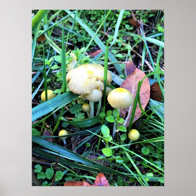 Cute Gult Svampar, Oregon Poster (Framsidan)