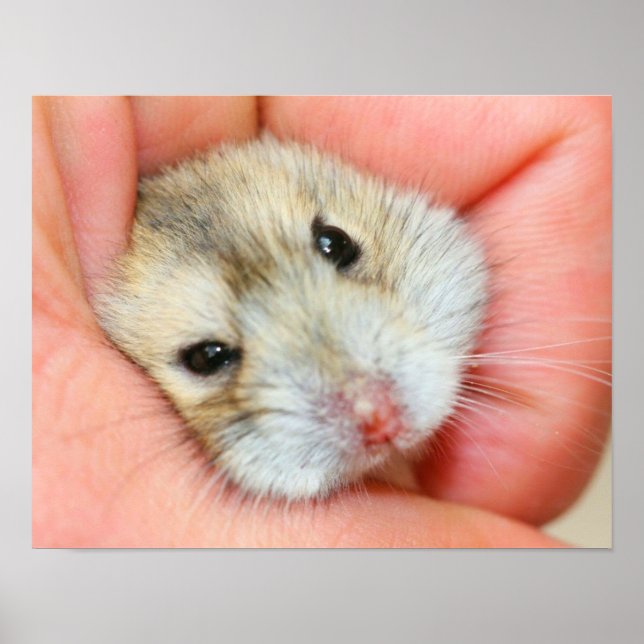 Cute Hamster Ansikte 1 Poster (Framsidan)