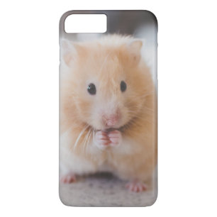 Cute hamster