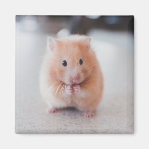 Cute Hamster Kärlek Animals Magnet