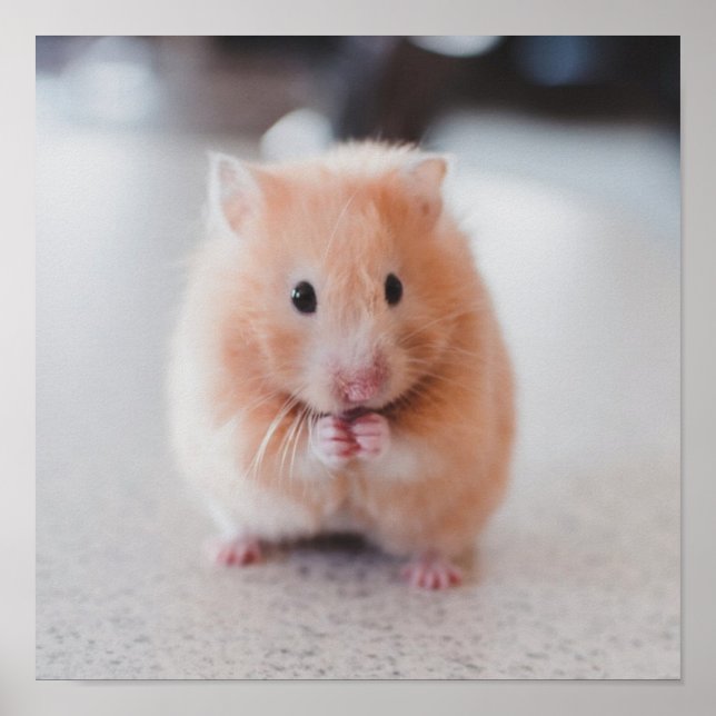 Cute Hamster Kärlek Animals Poster (Framsidan)