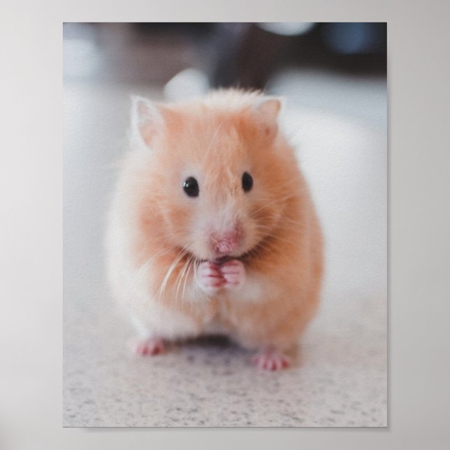 Cute Hamster Kärlek Animals Poster (Framsidan)