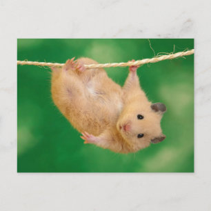 Cute Hamster Vykort