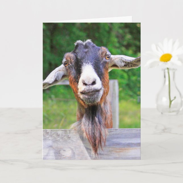 Cute, Handsome, Heartfilt Goat Get well Card Kort (Liten växt)