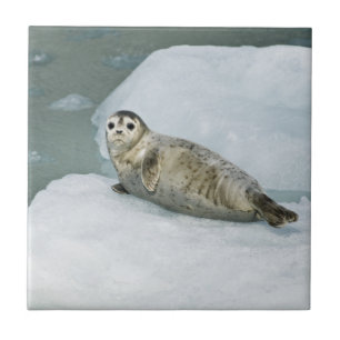 Cute Harbour Seal på Snö Kakelplatta