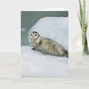 Cute Harbour Seal på Snö Kort