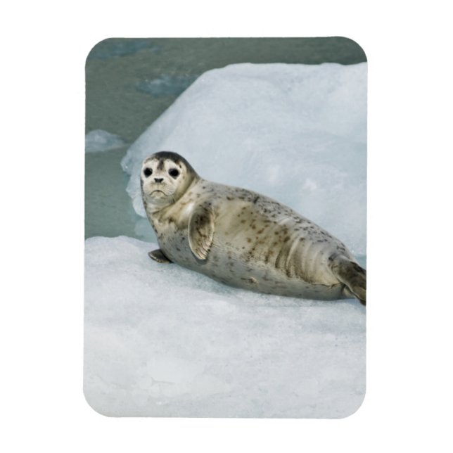 Cute Harbour Seal på Snö Magnet (Vertikal)